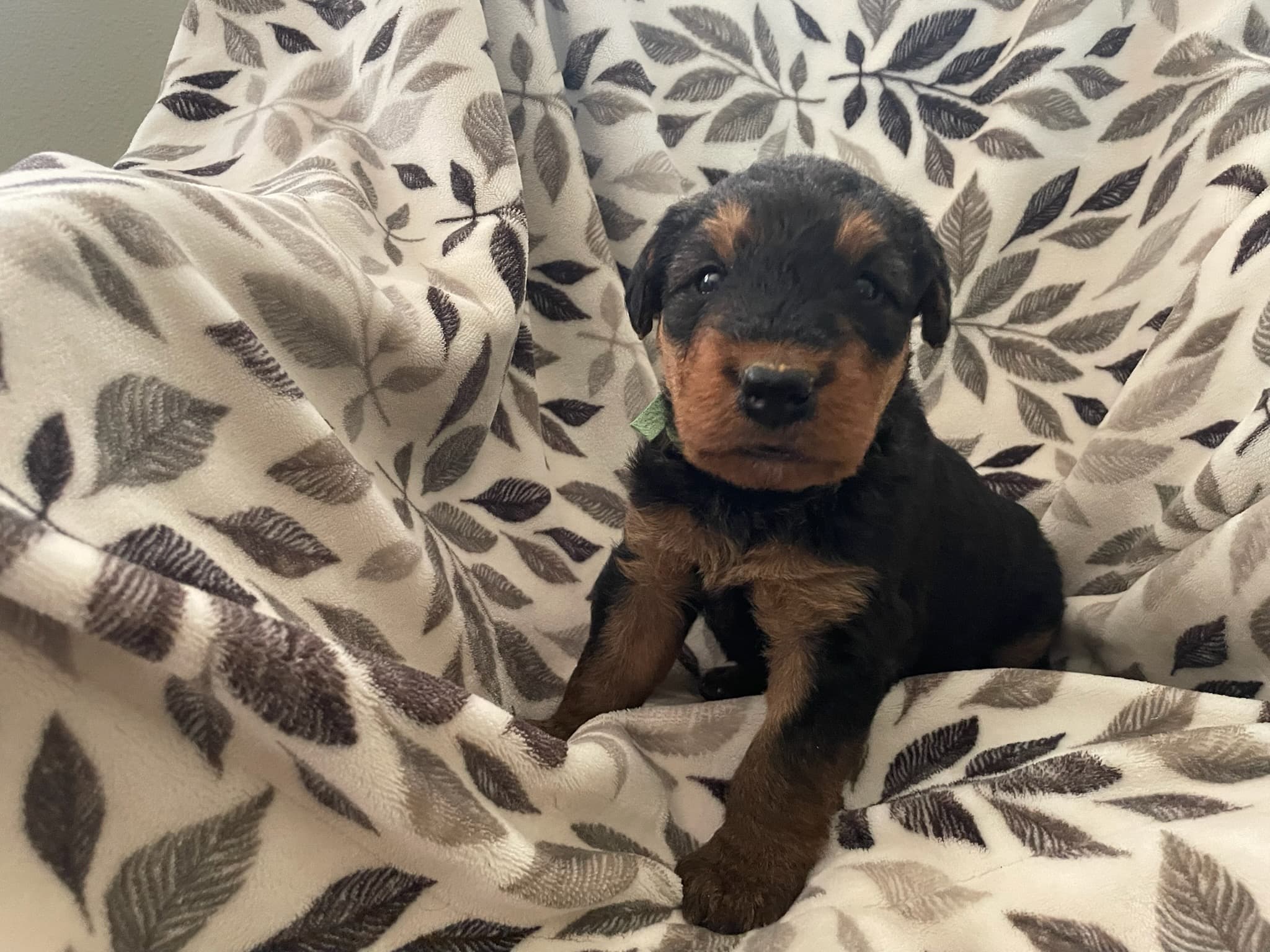 This is one of Abby and Grizzly's pups! He looks like his dad!