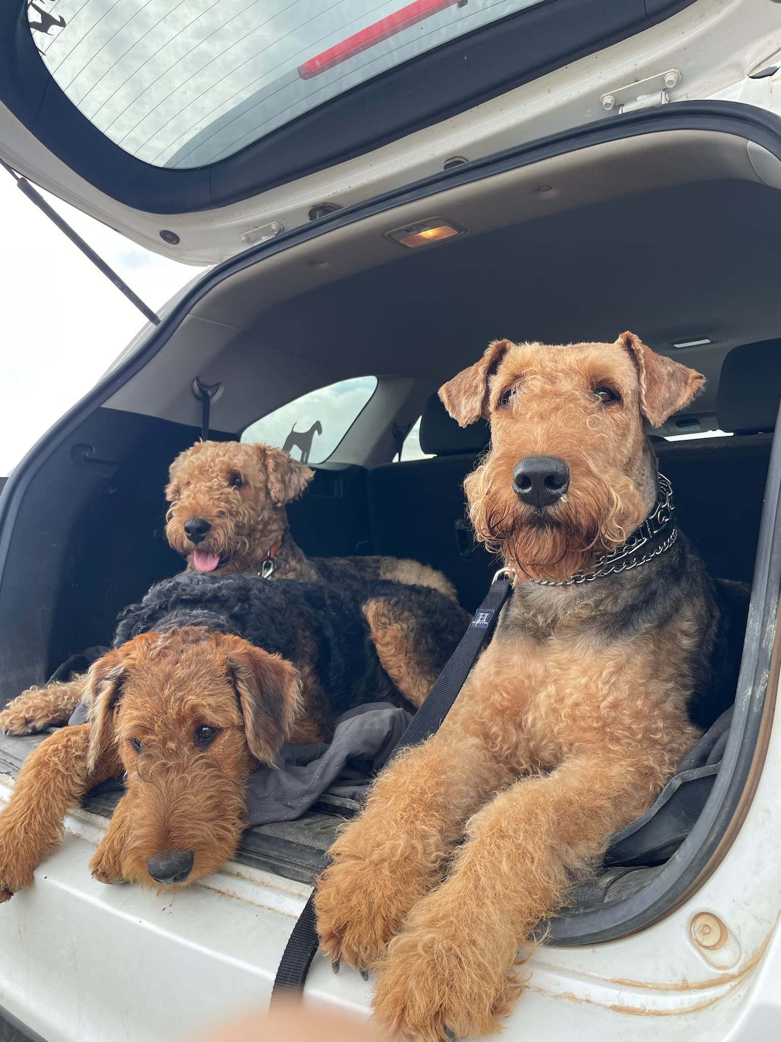 Abby, Violet and Grizzly patiently waiting for their turn at training. The dogs are ALWAYS so excited to attend training!