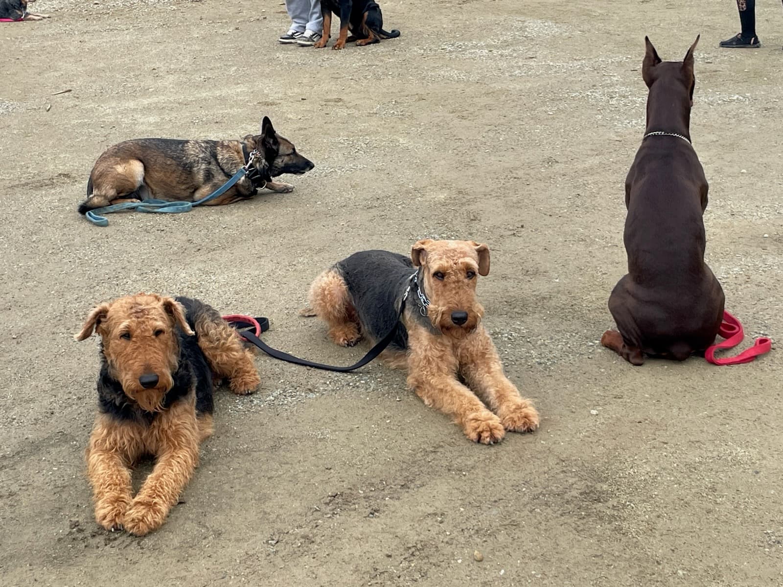 Tucker (Left) and Grizzly (Right) in obedience class together.