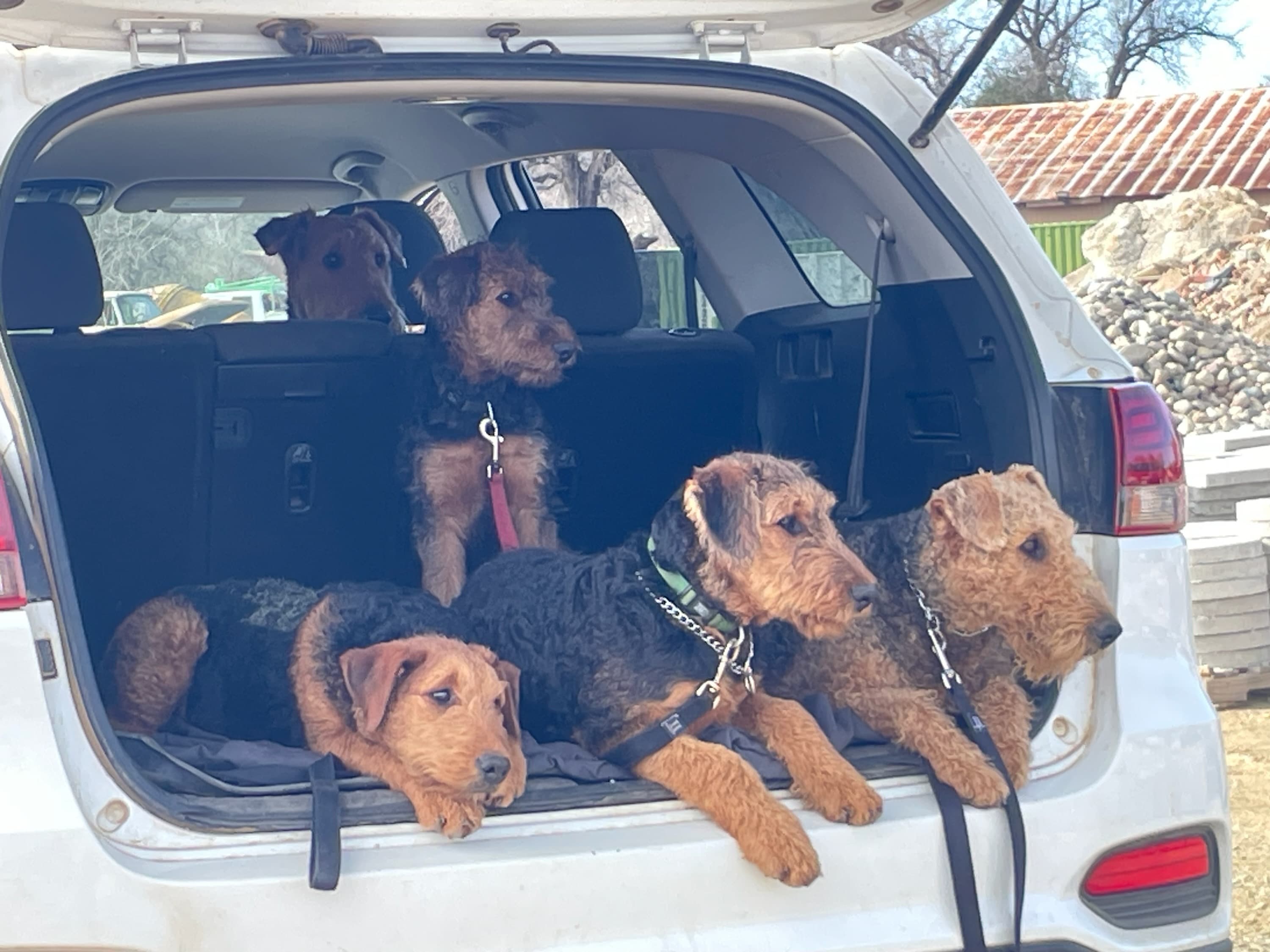 Five Airedales waiting their turn at training. Training days are especially exciting around here. Everyone WANTS to go! I don't recall ever being that excited about school.