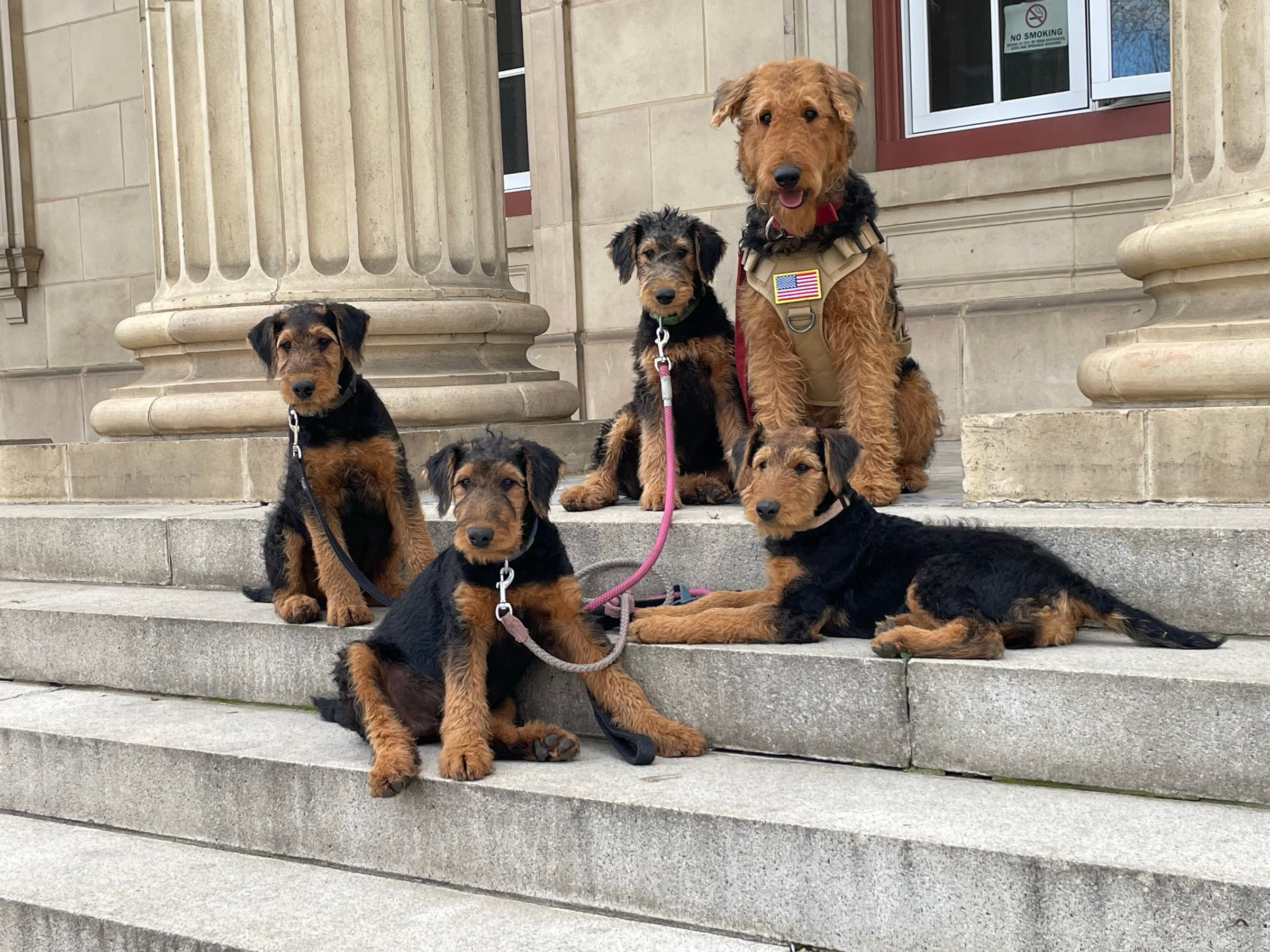 Five Airedales — an adult and four pups — sitting on stone steps