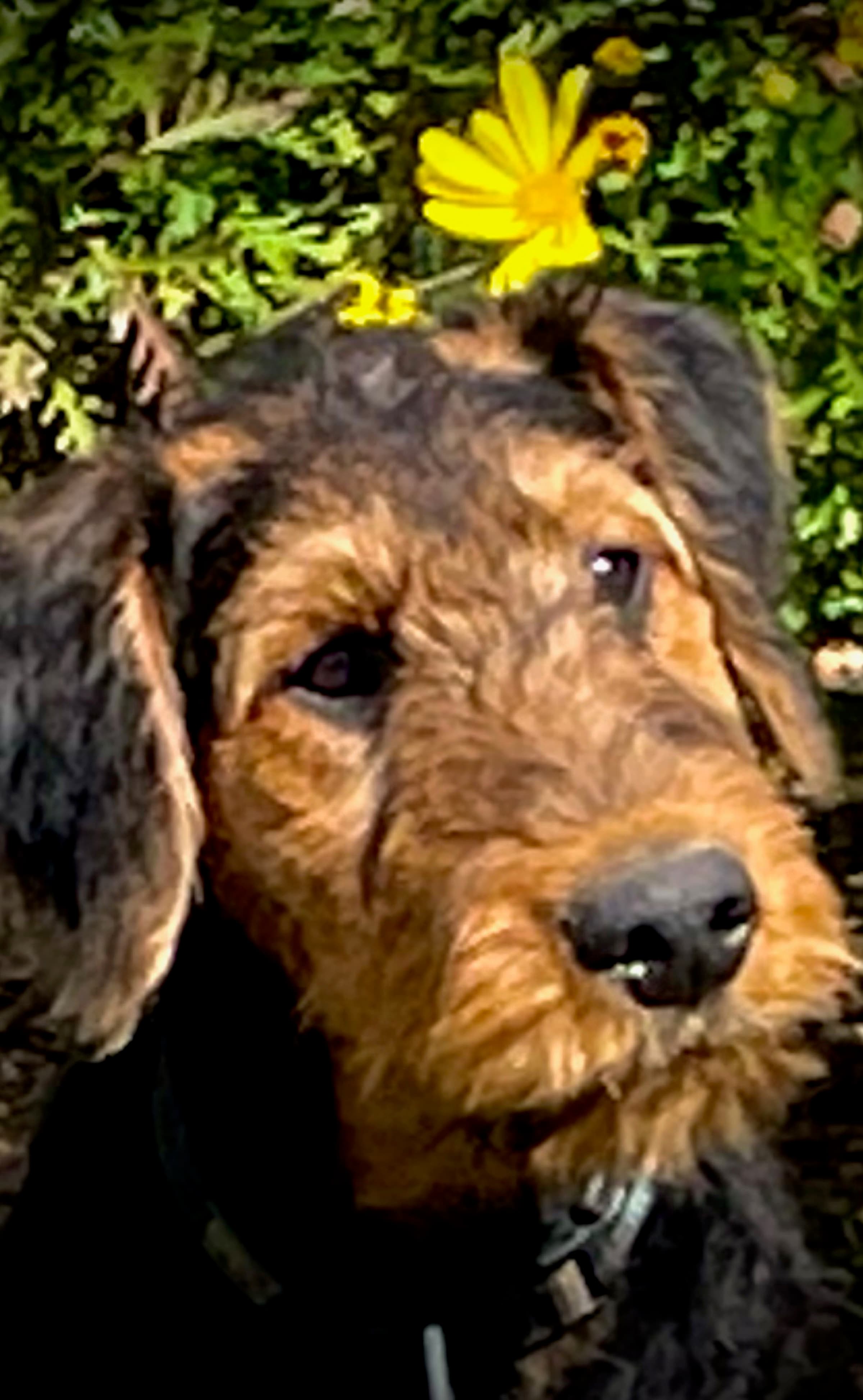 Young Airedale Terrier with a yellow daisy on top of his head