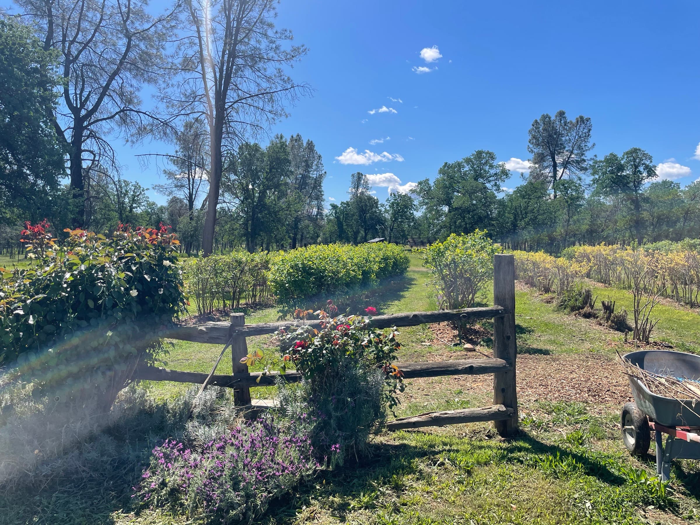 Spring at Myriad Ranch — climbing roses on a split-rail fence with blueberry rows and oaks behind
